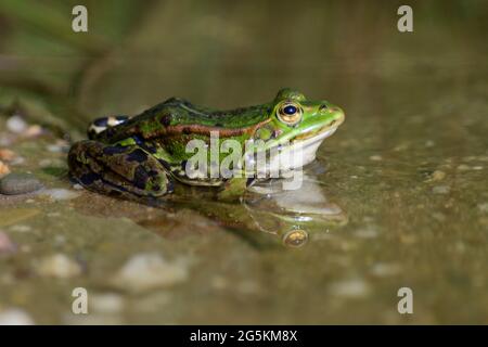 Grenouille d'eau commune se réchauffant dans la lumière du soleil sur le bord d'un étang Banque D'Images