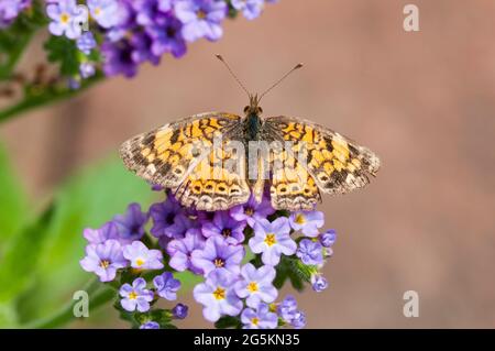 Papillon de croissant de perles (Phyciodes tharos) appréciant un peu de nectar. Banque D'Images