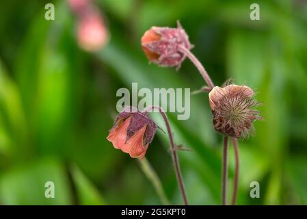 Fleurs d'un Bachnelkenwurz (Geum rivale), Bavière, Allemagne, Europe Banque D'Images