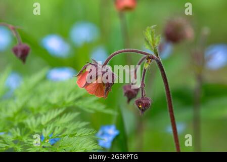 Fleurs d'un Bachnelkenwurz (Geum rivale), Bavière, Allemagne, Europe Banque D'Images