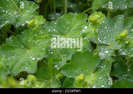 Gouttes d'eau sur les feuilles du manteau de la dame (Alchemilla), Bavière, Allemagne, Europe Banque D'Images