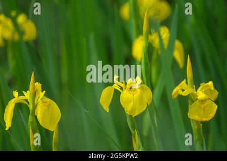 Iris pseudacorus, Bavière, Allemagne, Europe Banque D'Images