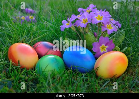 Œufs de pâques colorés dans l'herbe avec primrose Banque D'Images