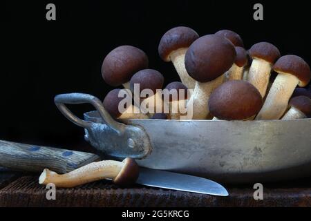 Pioppino, champignon de champ du sud, champignon comestible en coquille Banque D'Images