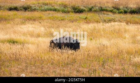 Bison américaine (Bison bison) en herbe haute, parc national de Yellowstone, Wyoming, États-Unis, Amérique du Nord Banque D'Images