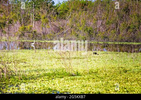 Oiseaux sauvages se trouvant dans l'eau des marais à la recherche de nourriture à Gainesville, Floride Paynes Prairie Preserve State Park Watershed Banque D'Images