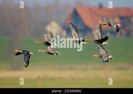 Oies à front blanc, approche de débarquement, janvier, abeilles, Bas Rhin, Rhénanie-du-Nord-Westphalie, Allemagne Banque D'Images