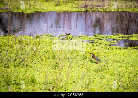 Un petit oiseau vert sauvage debout dans l'eau des marais à la recherche de nourriture à Gainesville, Floride Paynes Prairie Preserve State Park Watershed Banque D'Images