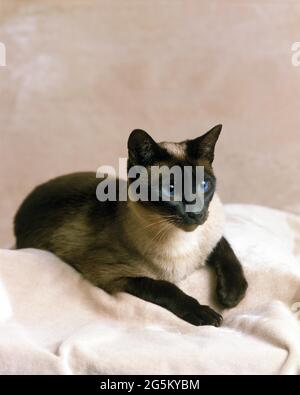 Seal Point Siamese chat domestique Banque D'Images