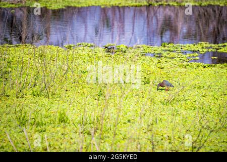 Un oiseau vert sauvage debout dans l'eau des marais à la recherche de nourriture à Gainesville, Floride Paynes Prairie Preserve State Park Watershed Banque D'Images