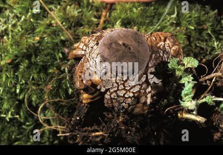 Champignon (geastrum) fornicatum Banque D'Images