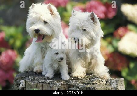 West Highland White Terrier, paire et chiot Banque D'Images