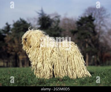 Chien Puli hongrois, adulte debout sur la pelouse Banque D'Images