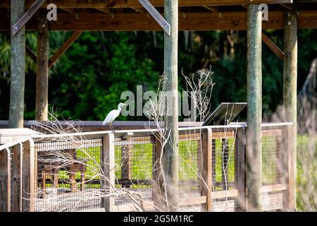 Un oiseau d'aigrette de héron blanc sauvage perché sur une clôture en bois à Gainesville, Floride bassin hydrographique du parc national Paynes Prairie Preserve Banque D'Images