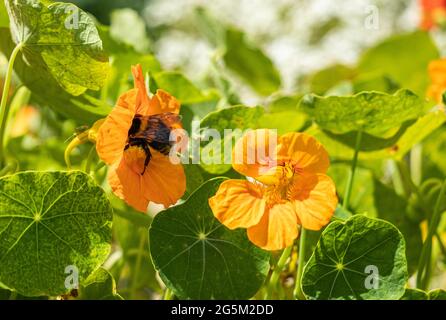 Abeille Bumble explorant la fleur jaune de nasturtium Banque D'Images