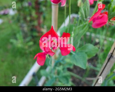 Lathyrus « signe rouge » Banque D'Images