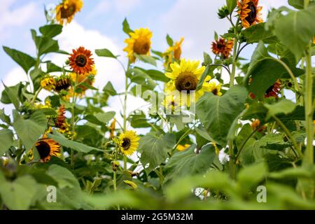 Sunflower Farm à Georgetown, Texas Banque D'Images