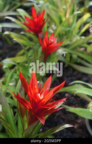 Gros plan vase d'argent rouge vif ou fleur de plantes d'ournerie dans le jardin Banque D'Images