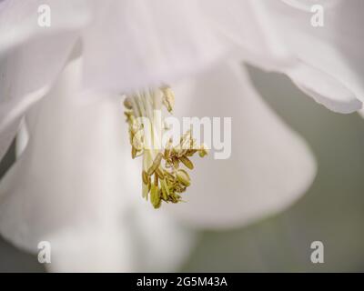 Macro détail de l'aquilegia blanc, des anthères de plantes de columbine, des étamines de pollen. Banque D'Images