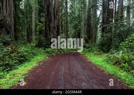 CAL Barrel Road dans le parc régional Prairie Creek Redwoods, dans le comté de Humboldt, en Californie du Nord Banque D'Images