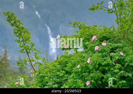 Roses sauvages avec cascade éloignée, Squamish, Colombie-Britannique, Canada Banque D'Images