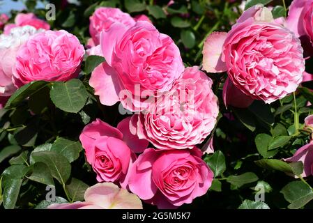 les fleurs d'un arbuste rose en été Banque D'Images