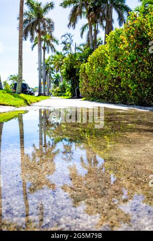 Hollywood, Floride dans North Miami Beach avec trottoir dans le quartier avec réflexion dans l'eau de flaque des palmiers et vue verticale du ciel à angle bas Banque D'Images