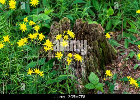 Fleurs jaunes ressemblant à des pissenlits, fleurs sauvages jaunes en herbe verte. Banque D'Images