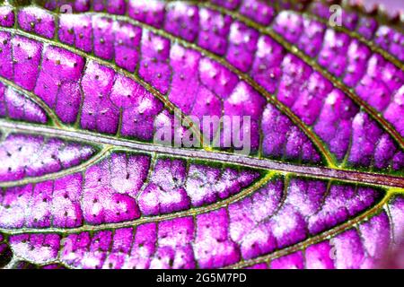 Très gros plan d'une feuille de la plante du Bouclier perse (Strobilanthes dyerianus) montrant les veines à l'intérieur de la feuille entourée de pourpre. Banque D'Images