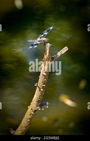 Dragonfly, écumoire à huit points, Libellula forensis, étang, Banque D'Images