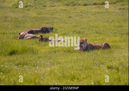 Groupe de lions se reposant ensemble sur la prairie de savane pendant une journée chaude. Banque D'Images