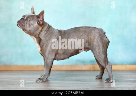 Vue latérale d'un chien Bulldog français lilas debout Banque D'Images