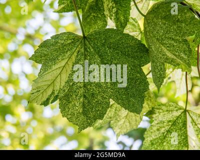 Feuille d'arbre de Sycamore variégée, Acer pseudoplatanus avec feuilles variétées, beau feuillage à motifs. Banque D'Images