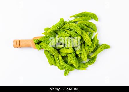 Pousses d'épinette fraîche sur la cuillère en bois isolée sur fond blanc. Concept d'alimentation saine. Homéopathie et médecine naturelle concept. Pose à plat. Banque D'Images