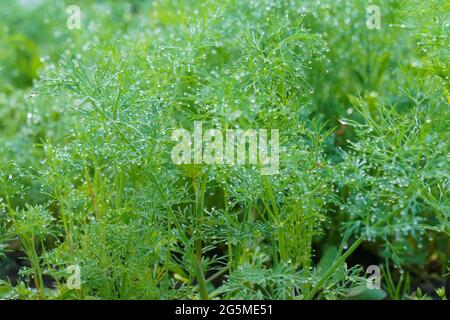 Aneth frais (Anethum graveolens) poussant sur le potager. Culture d'herbes fraîches. Plantes vertes dans le jardin. Banque D'Images