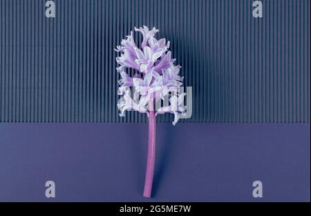 Fleur en jacinthe violette sur fond bleu pâle double. Concept de ressort minimal. Carte de vœux. Copier l'espace. Pose à plat. Banque D'Images