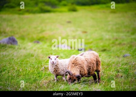 Deux animaux jeune agneau blanc mouton islandais debout sur herbe verte pâturage manger dans le champ de ferme dans l'est de l'Islande Banque D'Images