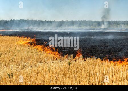 Feu de forêt sur le chaume de champ de blé après la récolte près de la forêt. Brûlage des prairies d'herbe sèche en raison du changement climatique aride temps chaud et de la pollution éluronmentale Banque D'Images