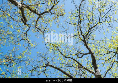 Forêt de bois arbres dans le village de vacances Wintergreen près des montagnes Blue Ridge parkway au début du printemps avec le modèle de branches et les feuilles de printemps Banque D'Images