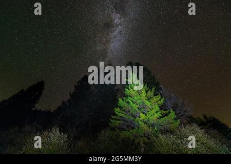 Ciel sombre de nuit avec wat laiteux beaucoup d'étoiles galaxie dans Spruce Knob Lake en Virginie occidentale avec de grands pins verts illuminés vue à angle bas vers le haut Banque D'Images