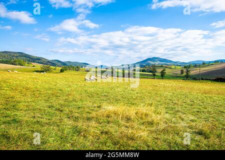 Campagne rurale champ de ferme avec moutons paître sur herbe verte prairie vallonnée et automne automne montagnes paysage pastoral à Monterey et Blue Banque D'Images