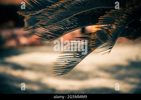 branches d'arbres tropicaux frais avec feuilles en gros plan sous le soleil d'été Banque D'Images
