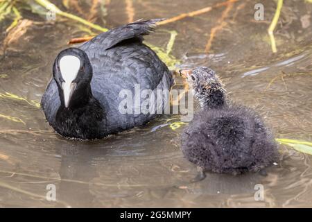 Parent adulte avec jeunes eurasien ou coot commun, Fulica atra, Abotsbury Swannery, Abotsbury, Dorset, ROYAUME-UNI Banque D'Images