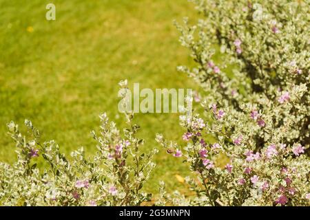 branches d'arbres tropicaux frais avec feuilles en gros plan sous le soleil d'été Banque D'Images