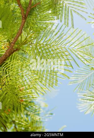 branches d'arbres tropicaux frais avec feuilles en gros plan sous le soleil d'été Banque D'Images