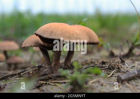 Trois champignons poussant sur le sol Banque D'Images