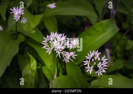 Ail sauvage parfumé ou Allium ursimum poussant au printemps dans un bois, gros plan Banque D'Images