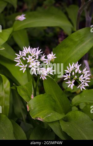 Ail sauvage parfumé ou Allium ursimum poussant au printemps dans un bois, gros plan Banque D'Images