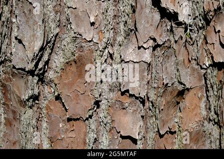 PIN Tree Bark - détail de texture Banque D'Images