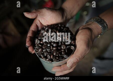 Grains de café arabica torréfiés à un fabricant de café Toraja à Rantepao, North Toraja, South Sulawesi, Indonésie. Banque D'Images